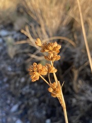 Juncus cooperi