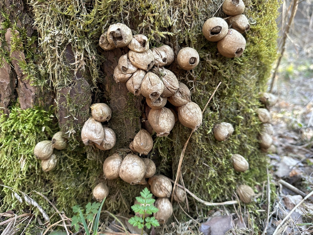 Apioperdon pyriforme · March 2026 · photo: © katrin_simon (iNaturalist, cc-by)
