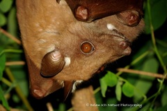 Wahlberg's Epauletted Fruit Bat photo 1