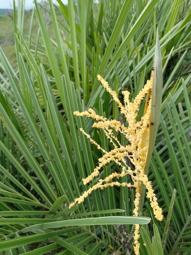 Syagrus vagans, photograph 4
