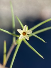 Linanthus
