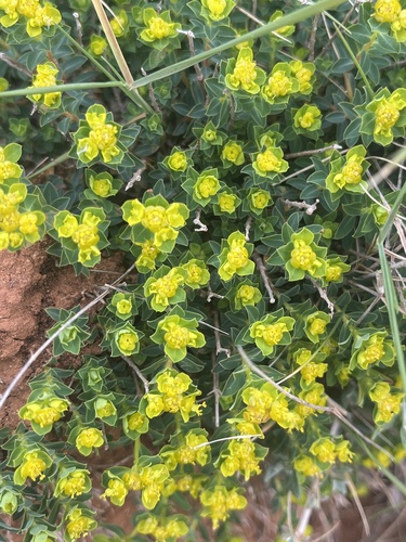 Maltese spurge (Euphorbia melitensis)