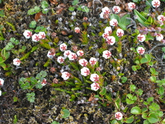 Harrimanella hypnoides