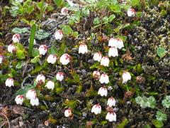 Harrimanella hypnoides