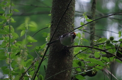Atlapetes leucopterus