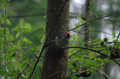 Atlapetes leucopterus