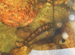 Liniparhomaloptera disparis