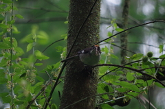 Atlapetes leucopterus