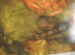 Liniparhomaloptera disparis