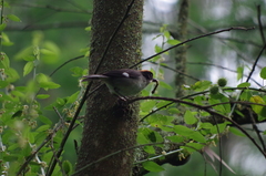 Atlapetes leucopterus