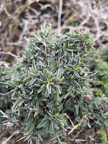 Yellow Kidney-Vetch (Anthyllis hermanniae)