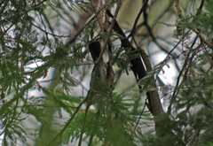 Atlapetes leucopterus