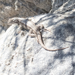 Sceloporus graciosus graciosus