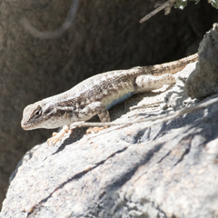 Sceloporus graciosus graciosus