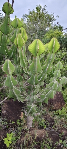 Candelabra Naboom (Euphorbia cooperi)