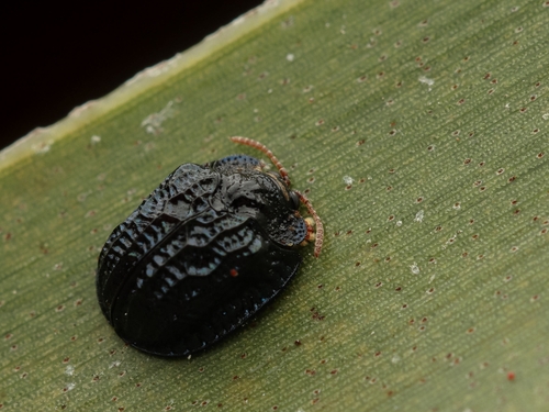 Spaethiella submetallica