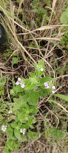 Small Lantana (Lantana rugosa)
