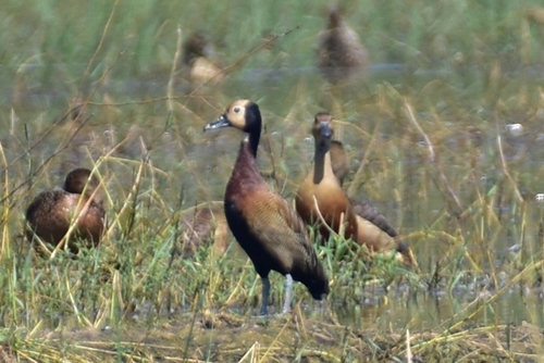 Dendrocygne veuf