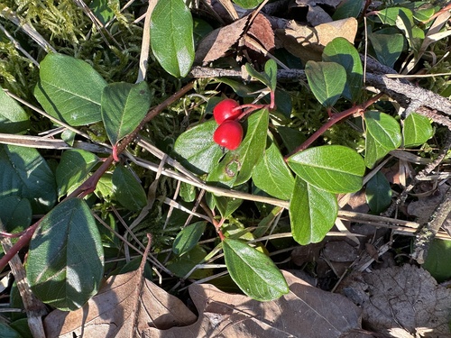 Bearberry Cotoneaster (Cotoneaster dammeri)