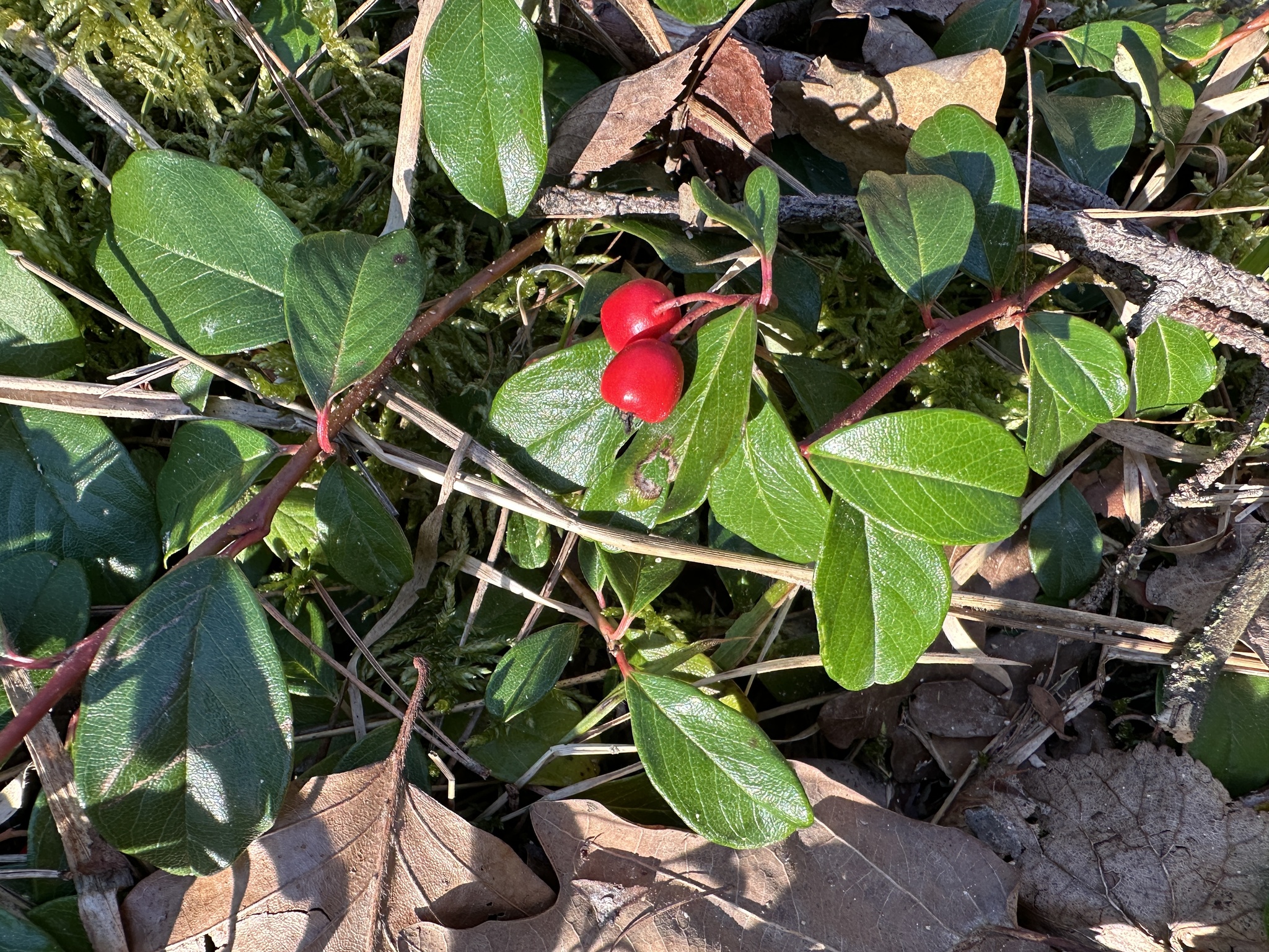 Bearberry Cotoneaster (Cotoneaster dammeri)