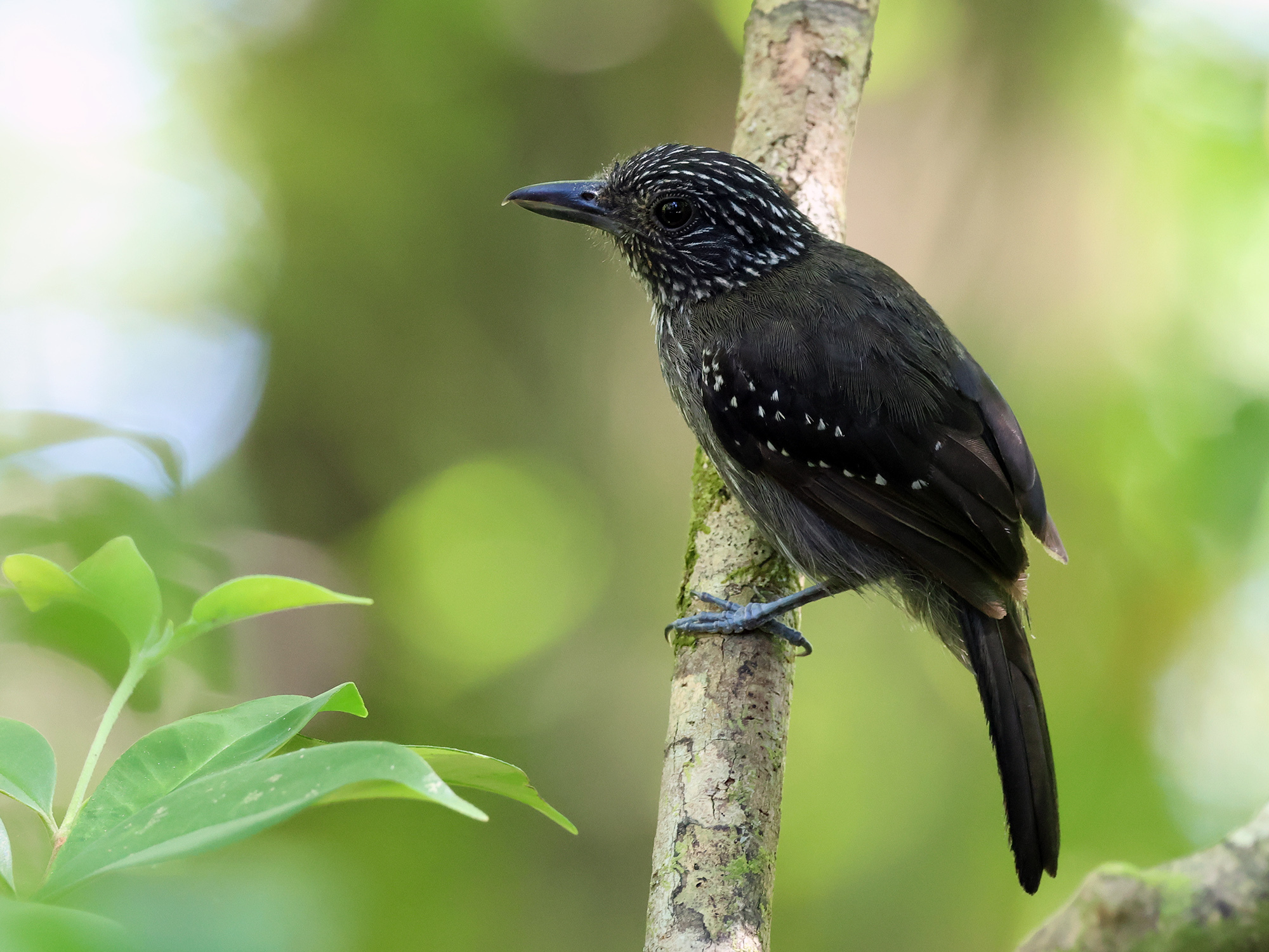Black-hooded Antshrike (Thamnophilus bridgesi), photo 2