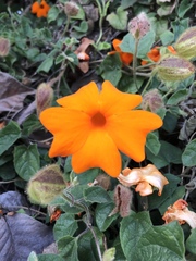 Thunbergia gregorii