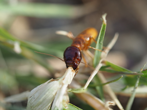 Photo of Southern Harvester Termite (Microhodotermes viator)