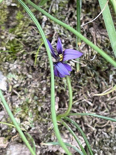 Maltese Sand Crocus (Romulea variicolor)