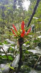 Tillandsia multicaulis