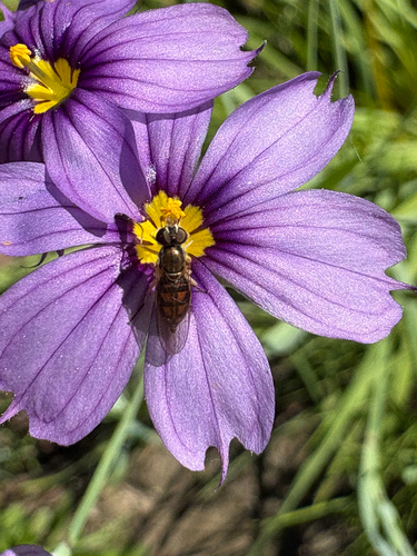 Unknown species found near Cantrece St, Cerritos, CA, US