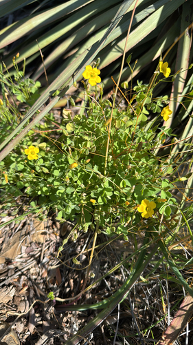 Oxalis californica, photograph 5