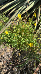 (c) Megan “Moe” Morelock, some rights reserved (CC BY) Oxalis californica, photograph (c) Megan “Moe” Morelock, some rights reserved (CC BY)