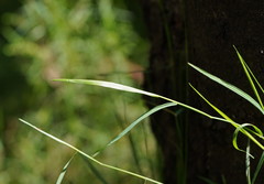Tetrarrhena juncea