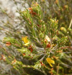 Phyllota remota