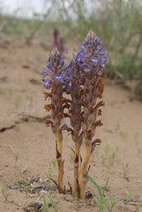 Orobanche coerulescens