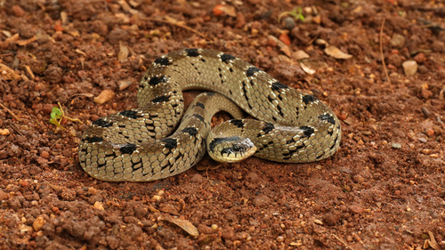Snouted Night Adder
