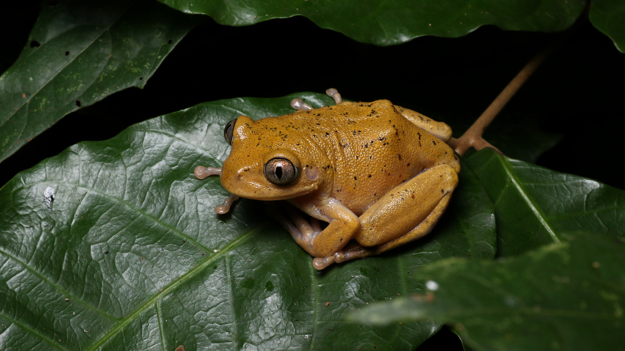 Leptopelis argenteus (Pfeffer, 1893)
