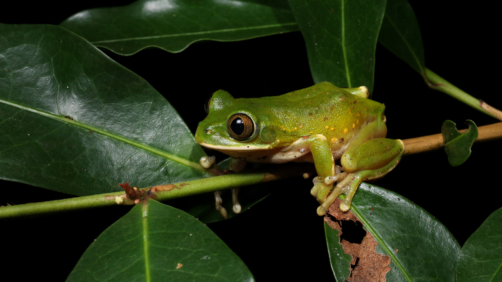 Leptopelis flavomaculatus (Günther, 1864)