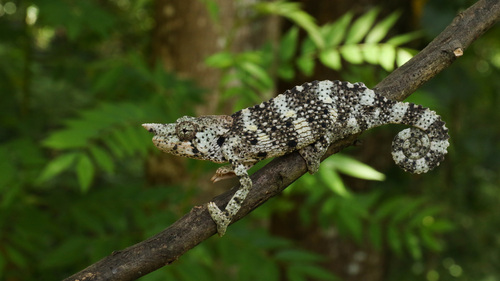 Meller's Chameleon