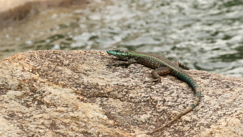 Mitchell's Flat Lizard