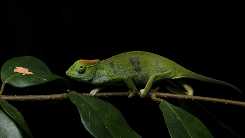 Mulanje Chameleon