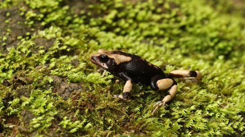 Robust Viviparous Toad