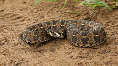 Lowland Swamp Viper