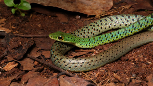 Spotted Bush Snake