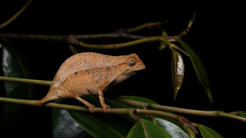 Zomba Beardless Pygmy Chameleon
