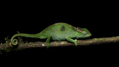 Poroto Single-Horned Chameleon photo 1
