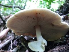 Echinoderma hemisclerum