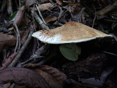 Echinoderma hemisclerum