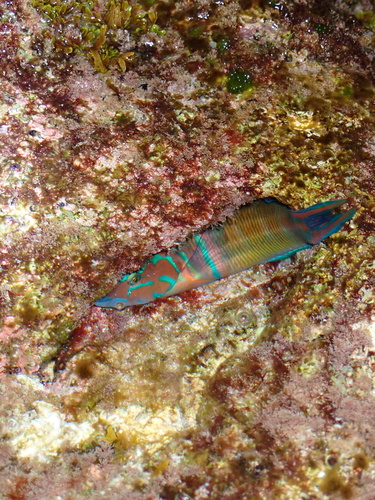 Thalassoma pavo