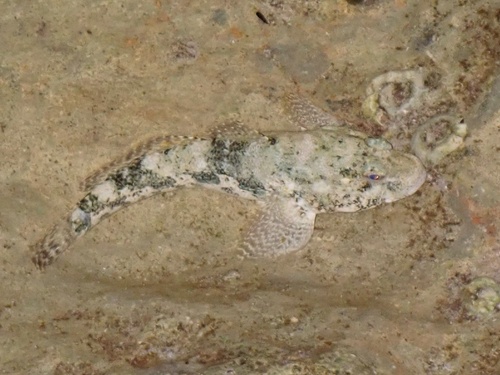 Gobius cobitis
